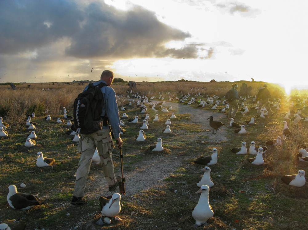 Midway Atoll evening albatross counting