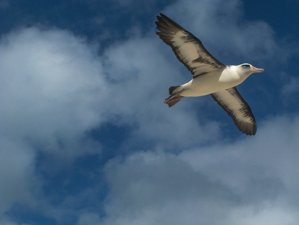 Laysan albatross in flight Midway Atoll