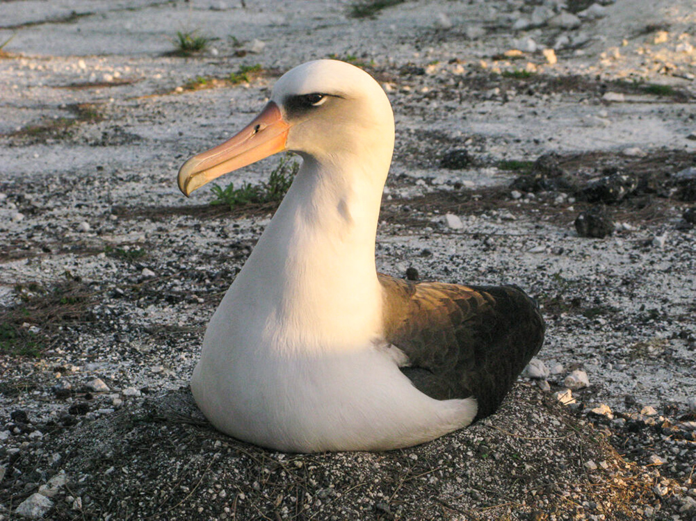 Laysan Albatross, Midway Atoll