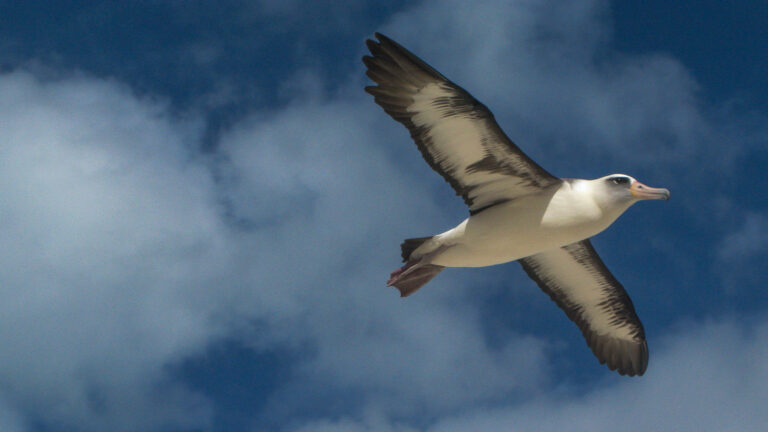 Midway atoll Laysan albatross