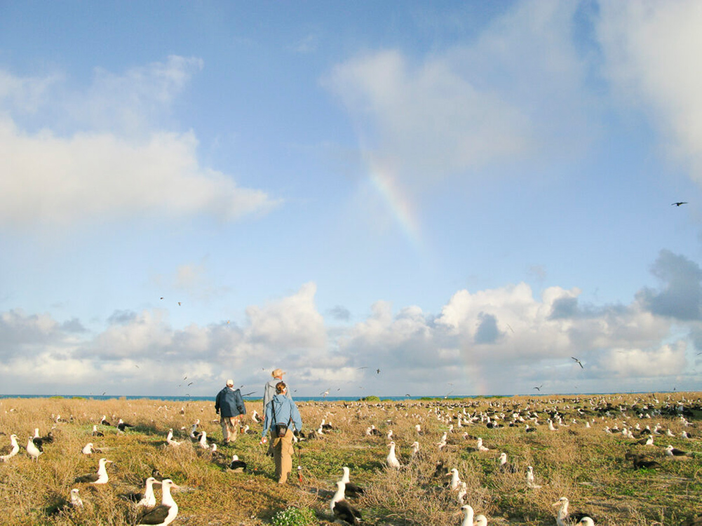 Strolling among the seabirds of Midway