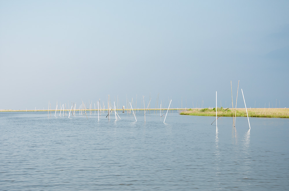 A common coastal Louisiana sight: poles marking oyster beds