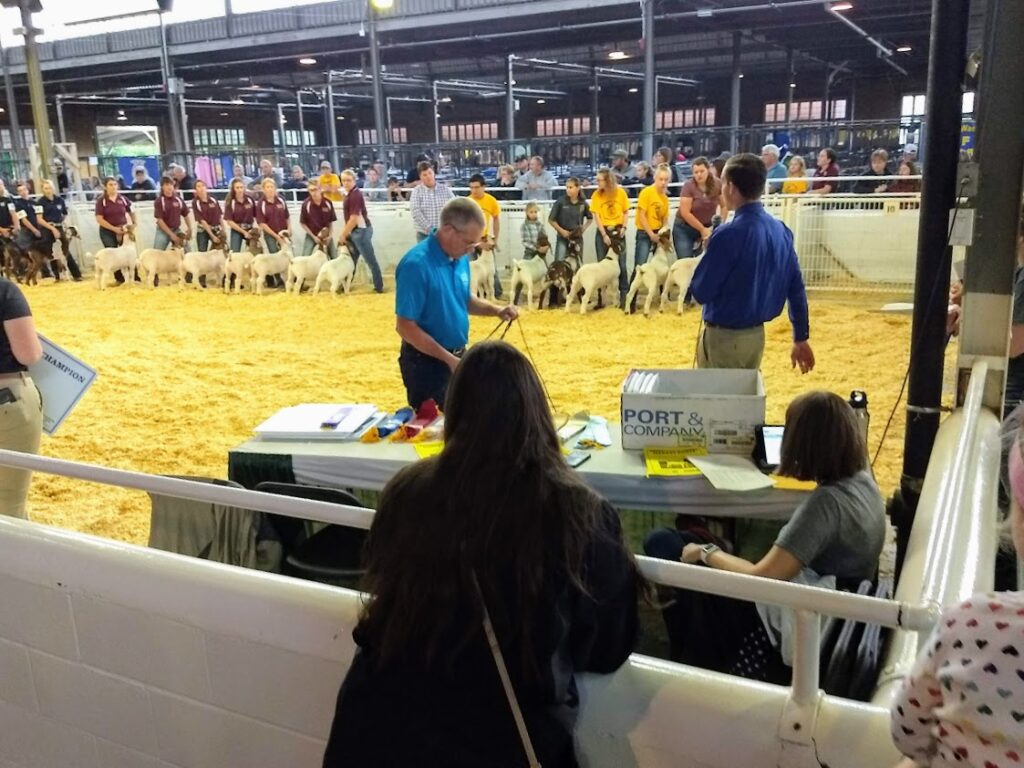 Goat judging