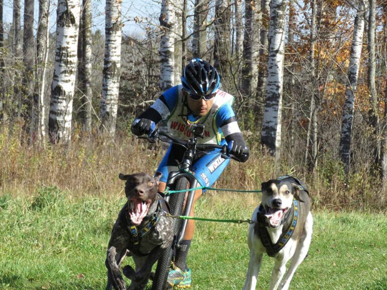 Mushing in the Windy City The Statesider