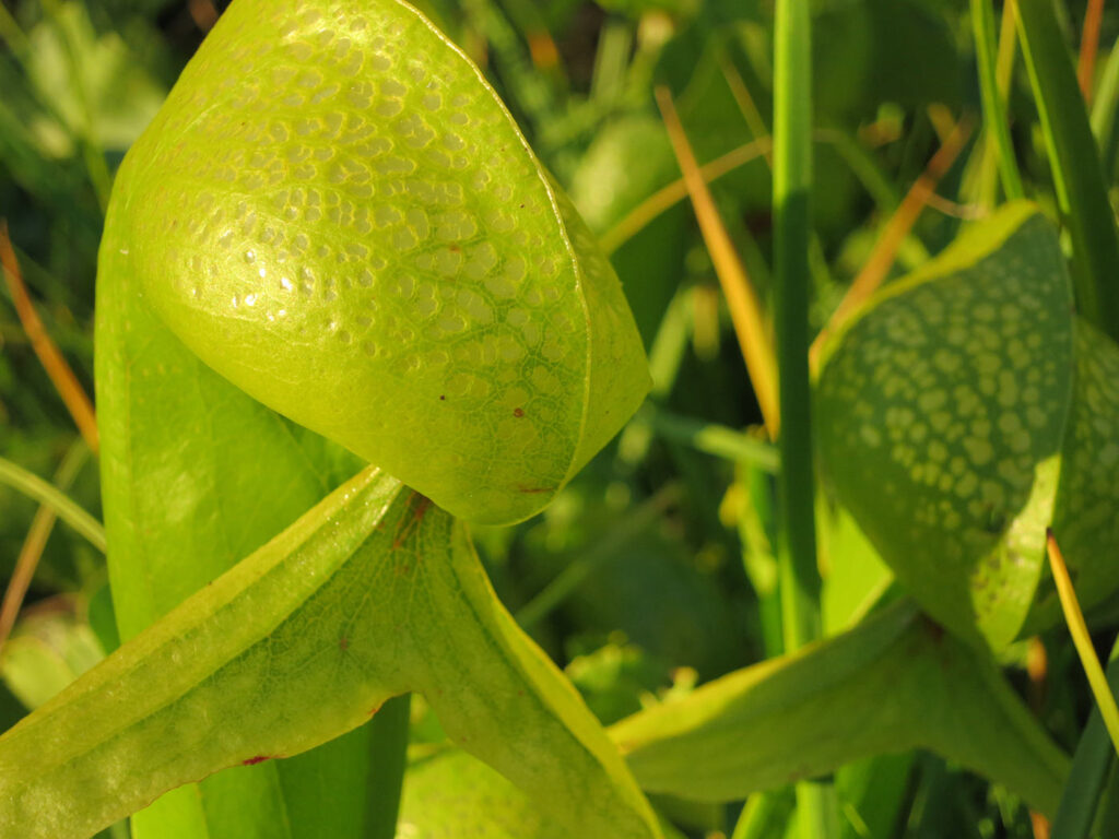 Cobra lily - Darlingtonia californica