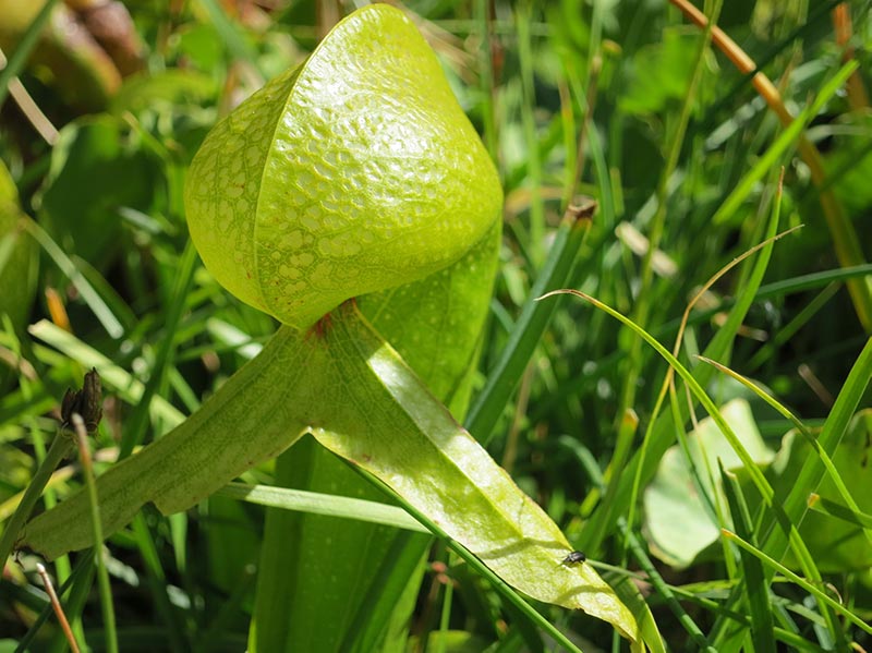 Darlingtonia californica, the cobra lily at Gumboot Lake